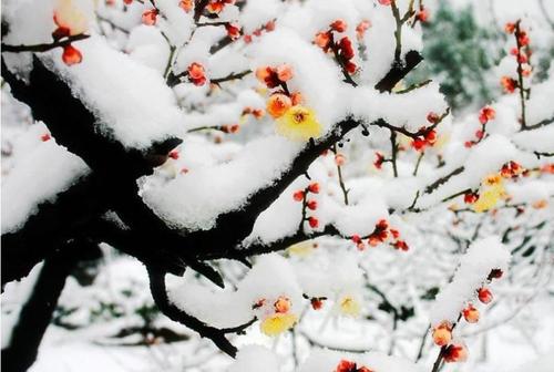 冬雪诗