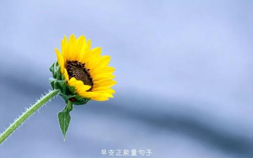 快乐的心句子美丽的句子