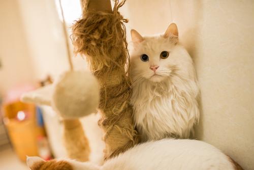 关于猫的文学句子