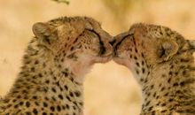 描写豹子的段落