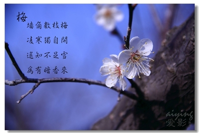梅花诗