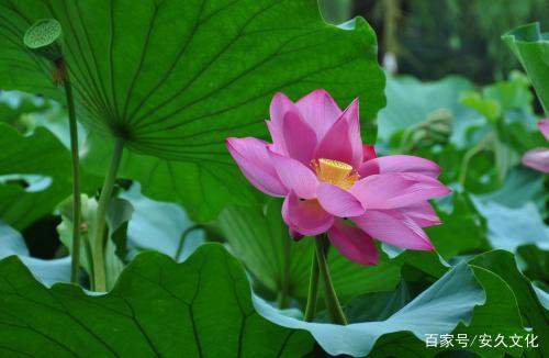 关于莲花的经文集