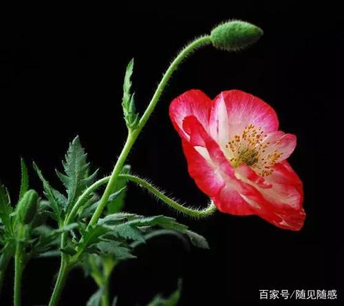 描述罂粟花朵的句子