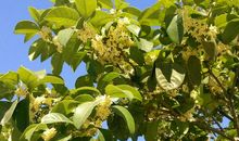 描写八月桂花的诗句