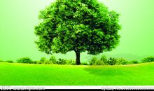 保护森林的标语广告语