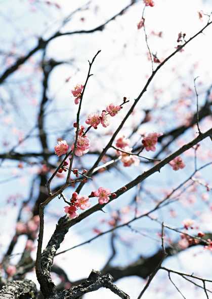 梅花好句