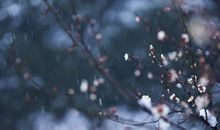 描写梅花的词语