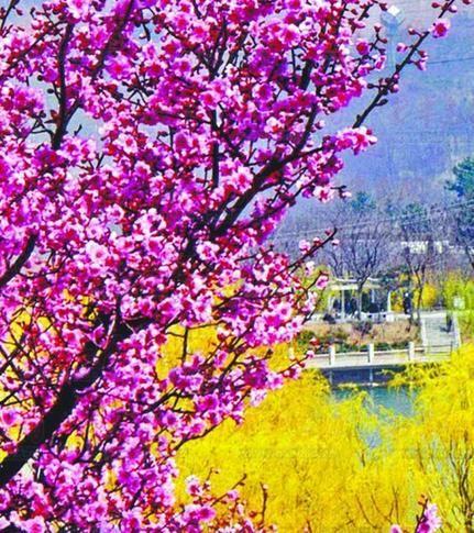 梅花