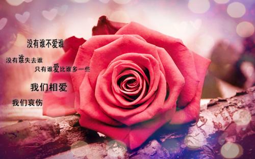 唯美的爱情句子浪漫