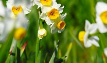 描写水仙花的句子