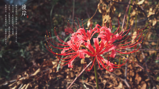 花诗