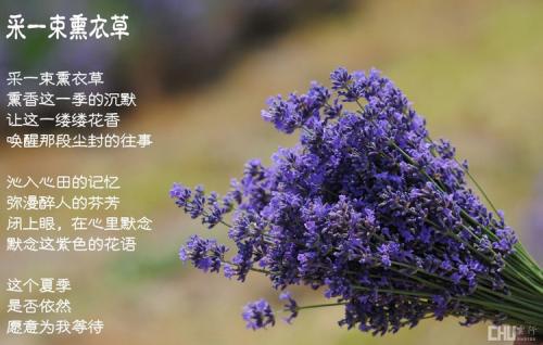 冬天的审美句子
