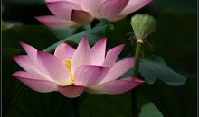 描述夏天的优美诗句