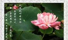 有关荷花的诗句有哪些