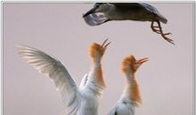 保护鸟的名人名言