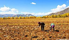 描写农民劳作的句子