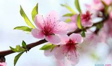 形容桃花的优美句子