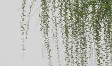 有关春雨的诗句