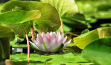 描写夏天的唯美句子