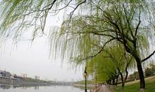 描写春天柳树的好段