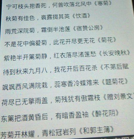一段描述菊花的美丽段落