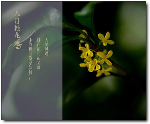 描述桂花外观的句子