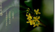 描写桂花样子的句子