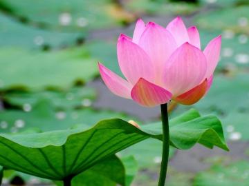 形容莲花的句子