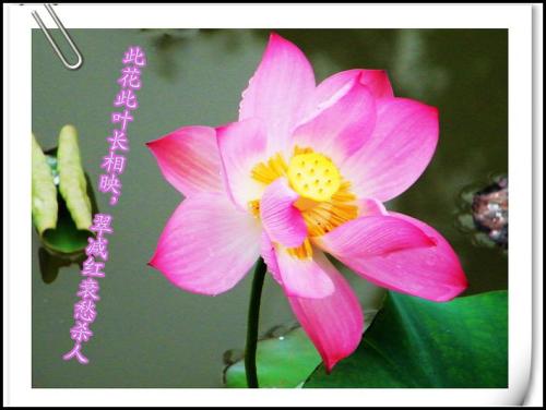 莲花的美丽诗句
