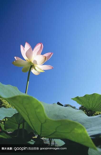 赞美莲花的诗