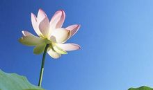 夸赞荷花美的诗句