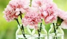 关于春花的句子