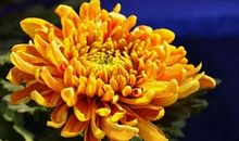 描写菊花的优美句子