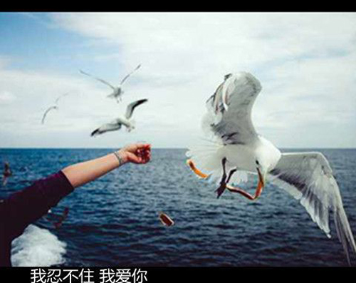 漂亮的句子