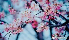 描写阳春三月的句子