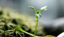 关于春雨的一段话