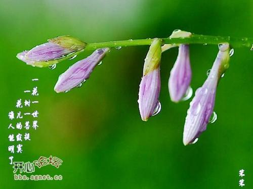 赞美春雨的诗句