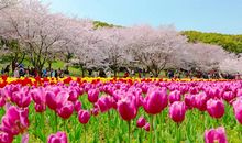 描述春天风景的诗句