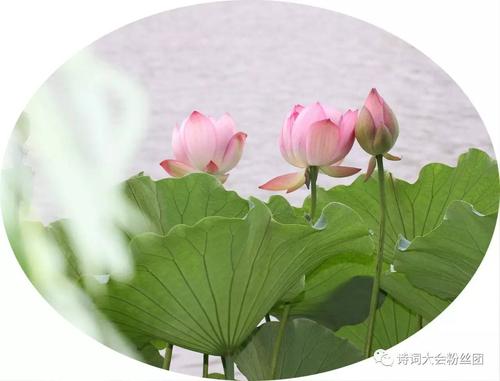莲花诗李白