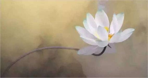 李白的经典经文赞美莲花