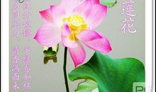 描写荷花品质的诗句