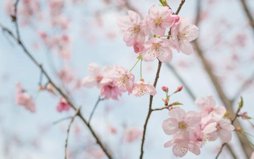 美丽的樱花句