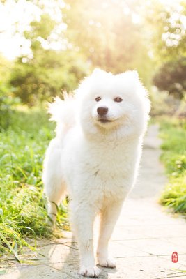 关于狗的经典句子