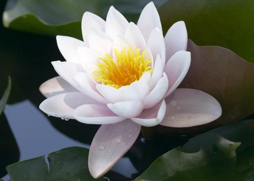 形容莲花的词