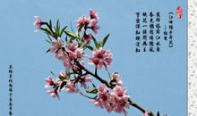 关于桃花的段落