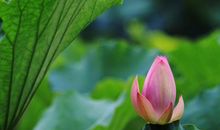 描写荷花荷叶的诗句