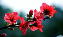 描写海棠花的诗句