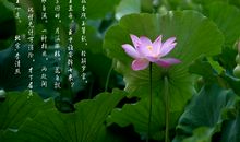 描写荷花的诗句有哪些