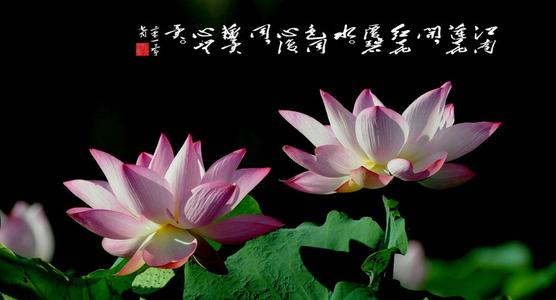 荷花诗大全