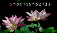 描写荷花的诗句大全